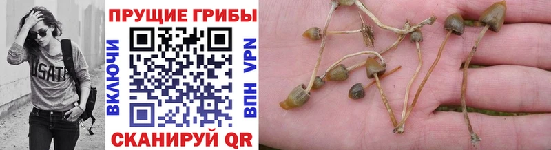 наркотики  Назрань  KRAKEN ССЫЛКА  Галлюциногенные грибы мицелий 
